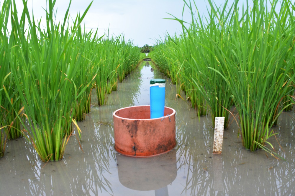 AWD tube in rice farm